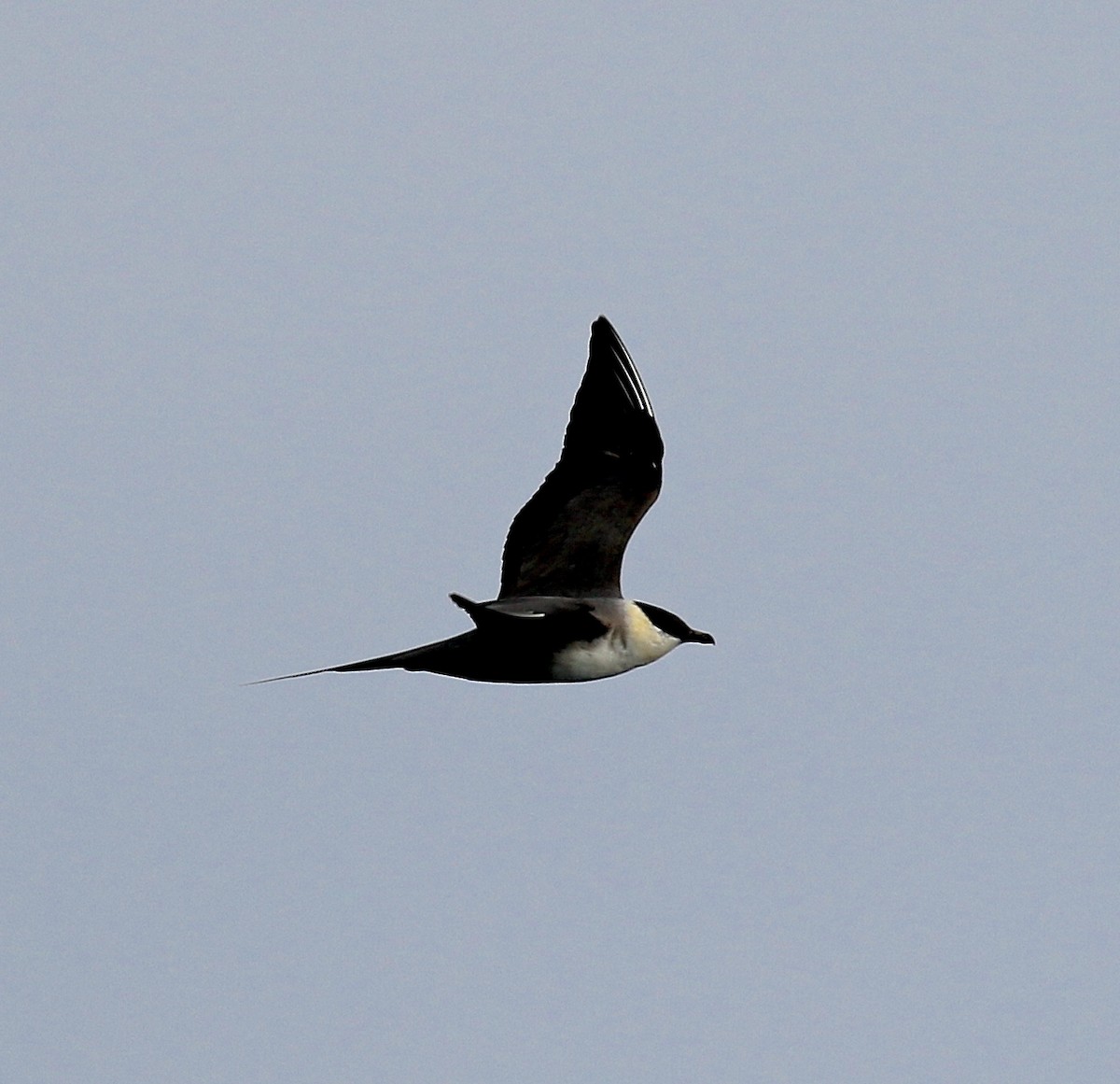 Long-tailed Jaeger - ML616830442