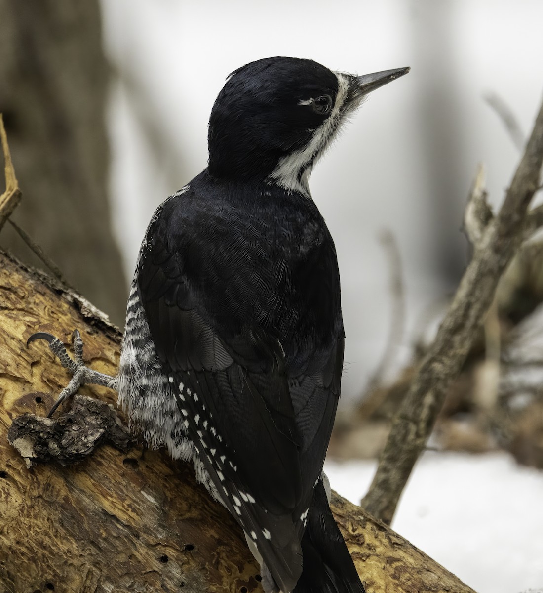 Black-backed Woodpecker - Gary Kurtz