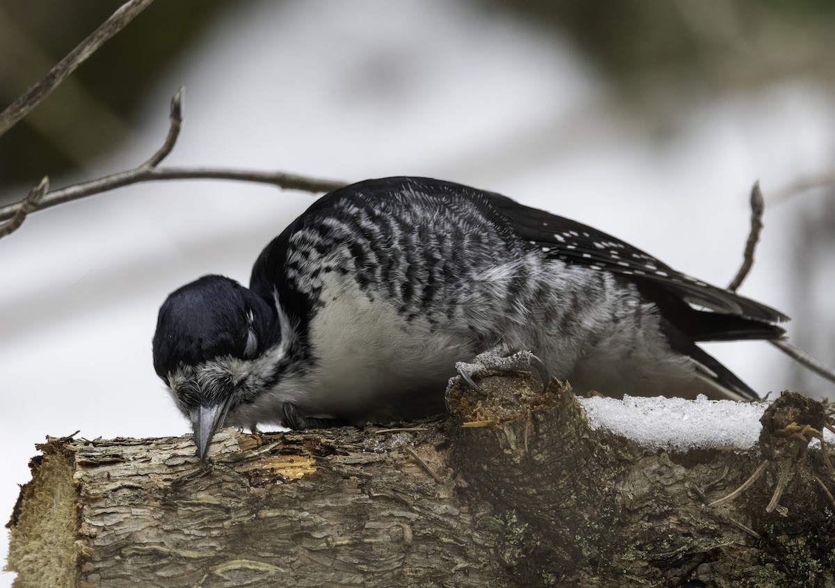 Black-backed Woodpecker - Gary Kurtz