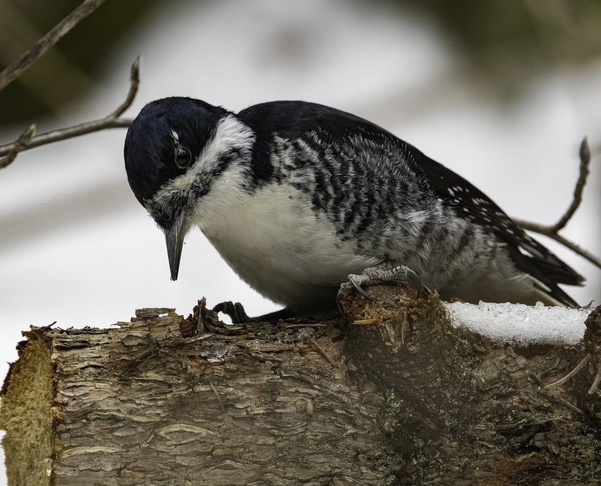 Black-backed Woodpecker - Gary Kurtz