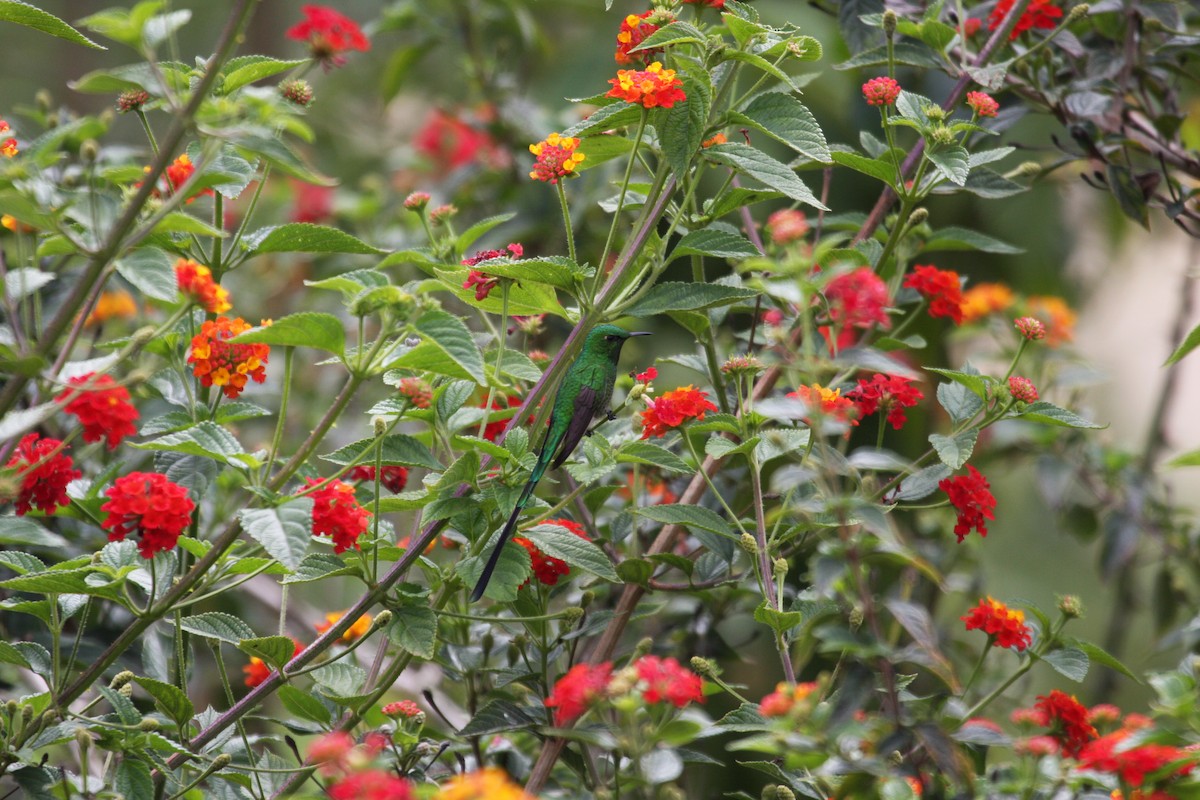 Green-tailed Trainbearer - ML616830514