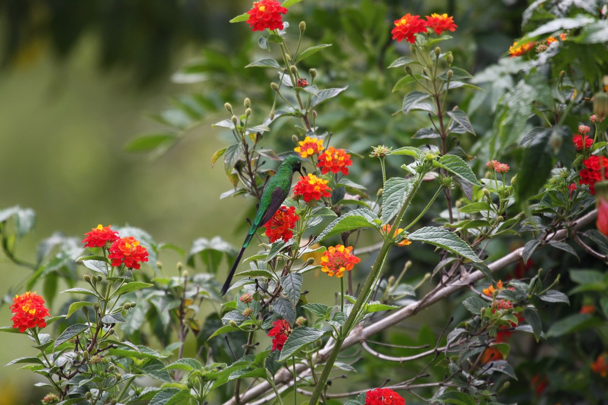 Green-tailed Trainbearer - ML616830524