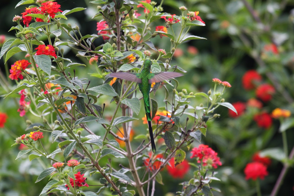 Green-tailed Trainbearer - ML616830546