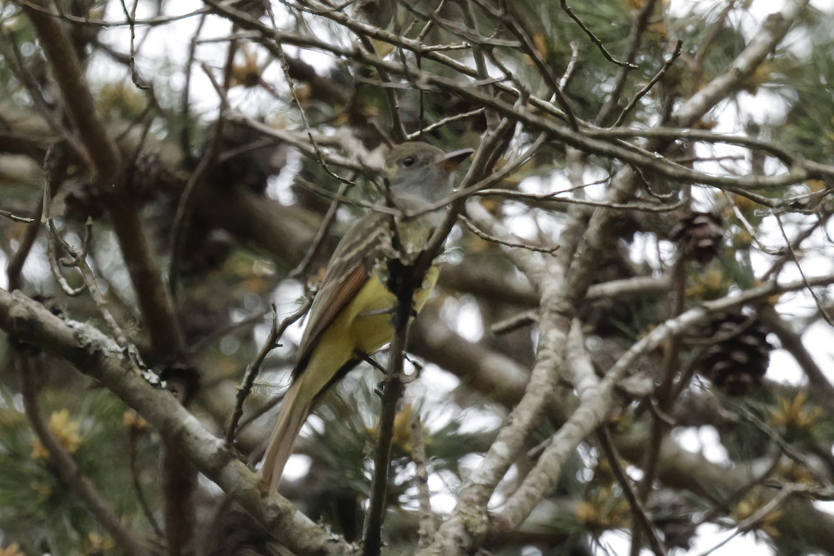 Great Crested Flycatcher - Donnie Coody