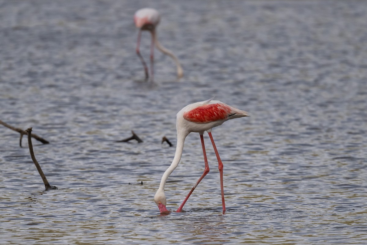 rosenflamingo - ML616830551