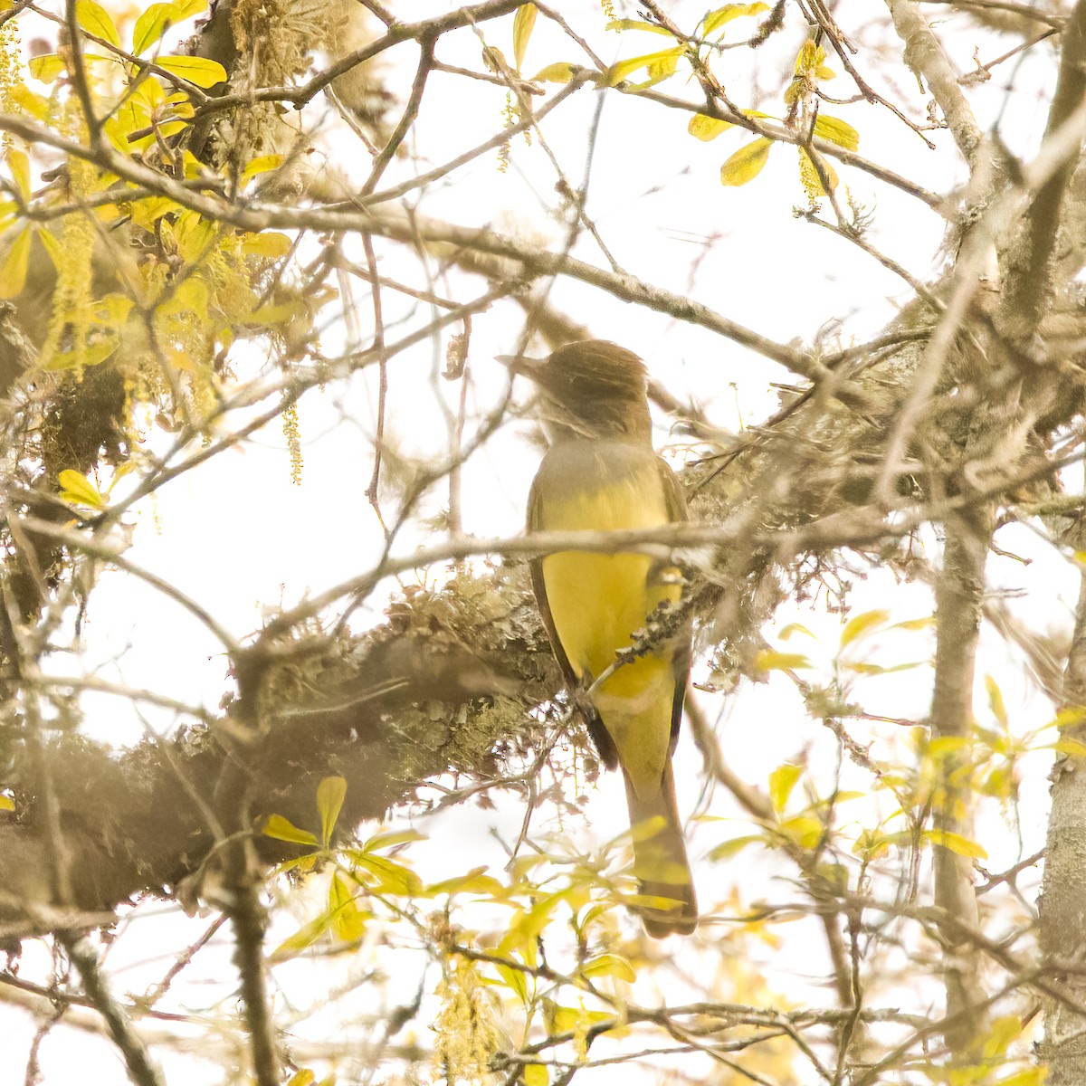 Great Crested Flycatcher - Donnie Coody