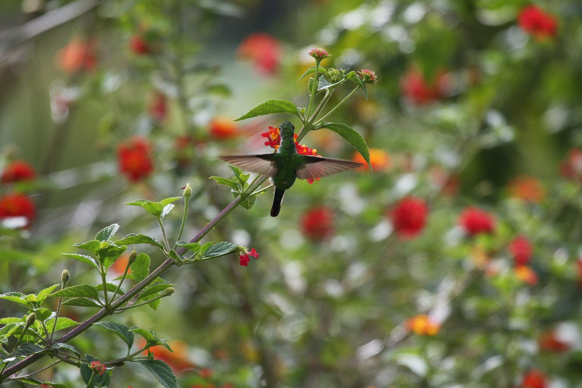 Green-tailed Trainbearer - ML616830564