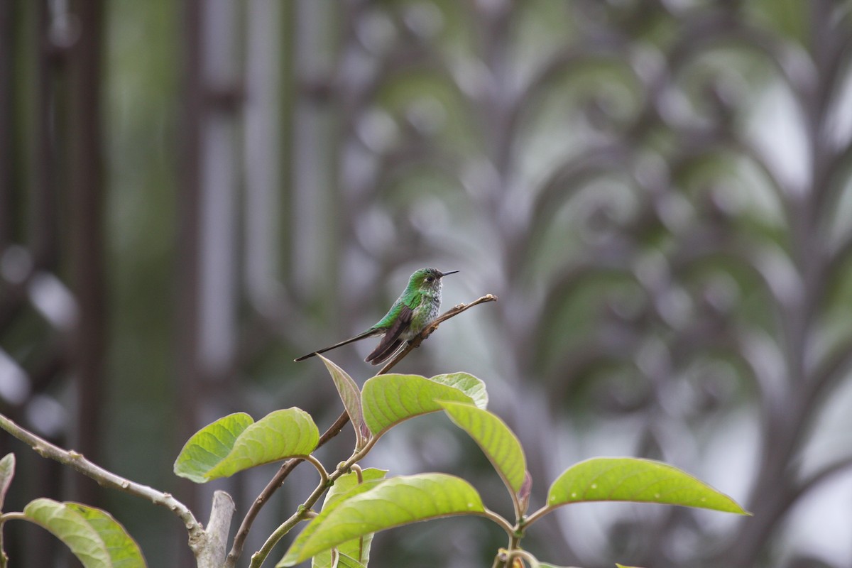 Green-tailed Trainbearer - Richard Webster