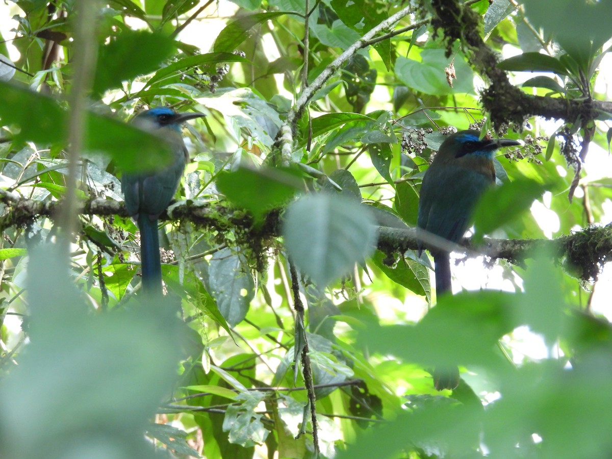 Keel-billed Motmot - Donna Kenski