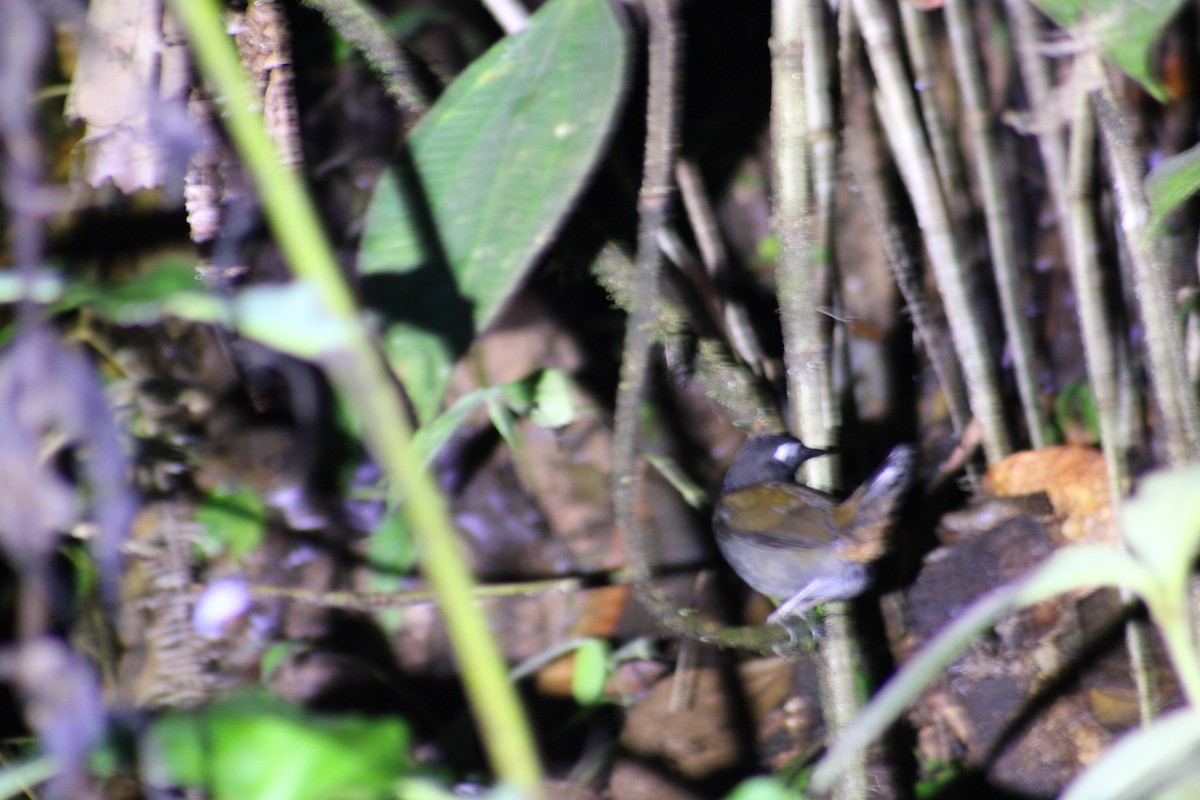 Black-headed Antthrush - Deborah  Hansen