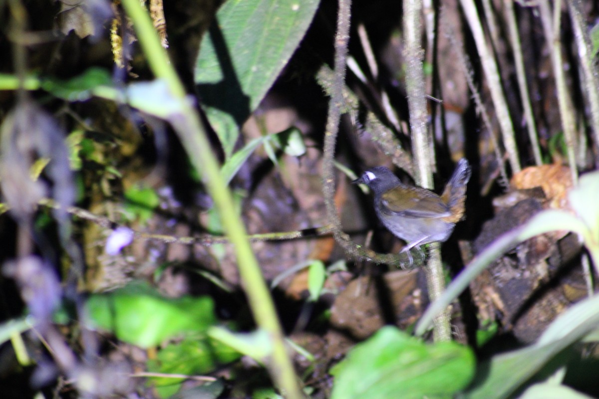 Black-headed Antthrush - ML616830613