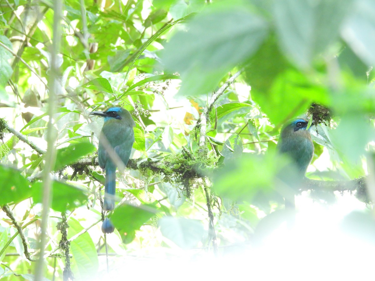 Keel-billed Motmot - Donna Kenski