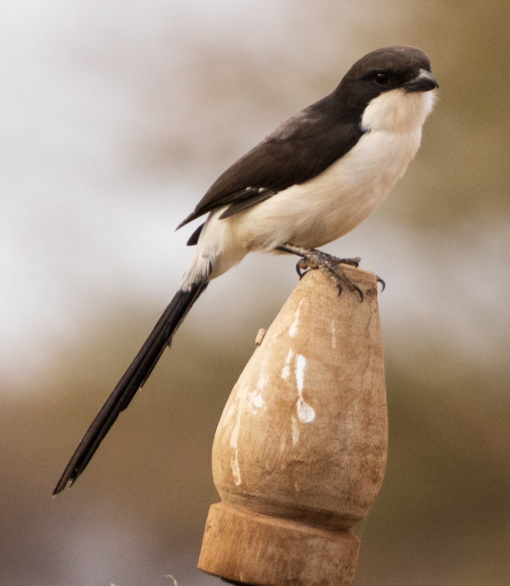 Long-tailed Fiscal - Davide Parisio Perrotti