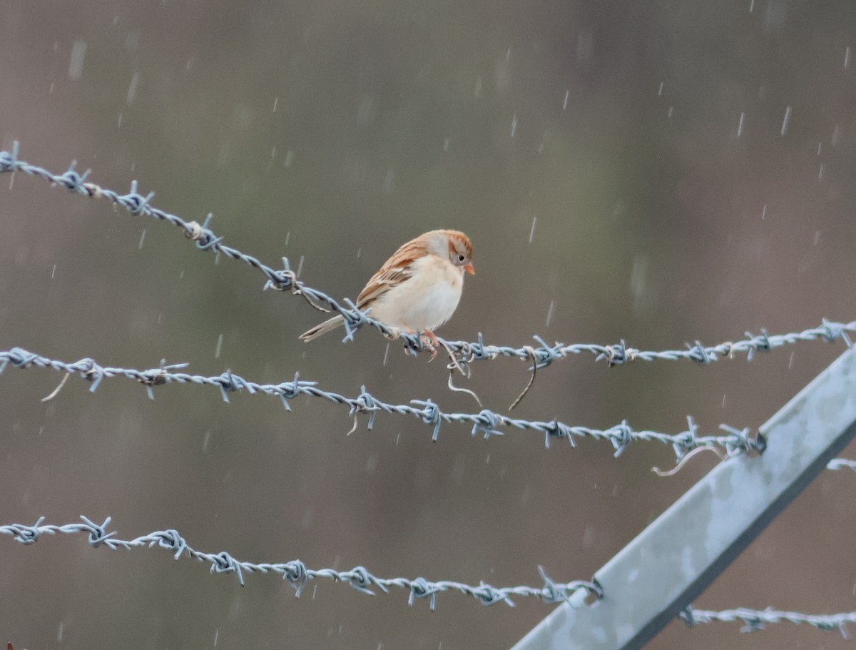 Field Sparrow - James P. Smith