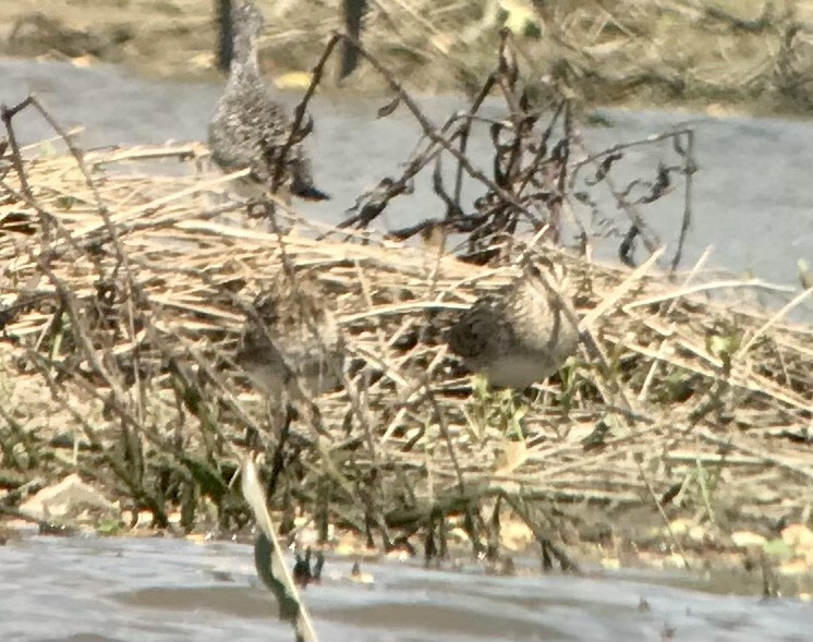 Wilson's Snipe - ML616830676