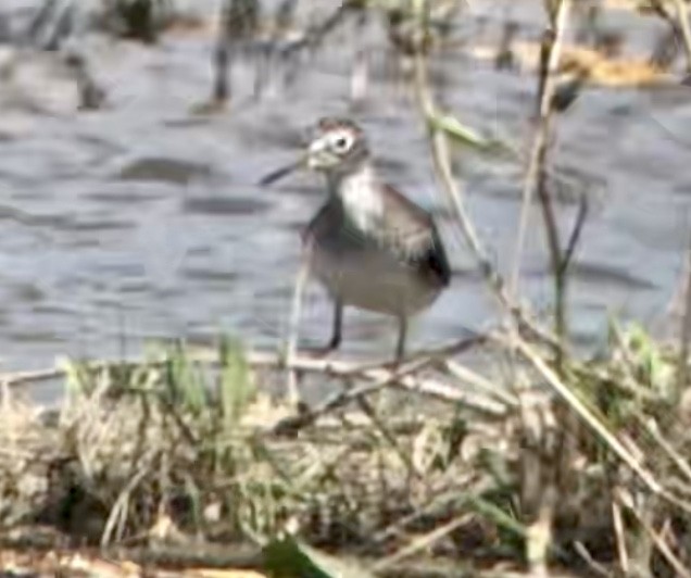 Solitary Sandpiper - ML616830685