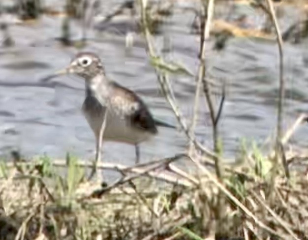 Solitary Sandpiper - ML616830686