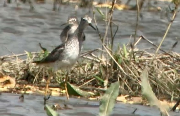 Greater Yellowlegs - ML616830705