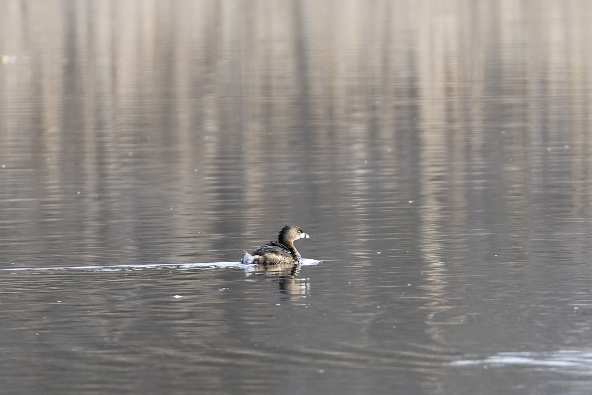 Pied-billed Grebe - ML616830707