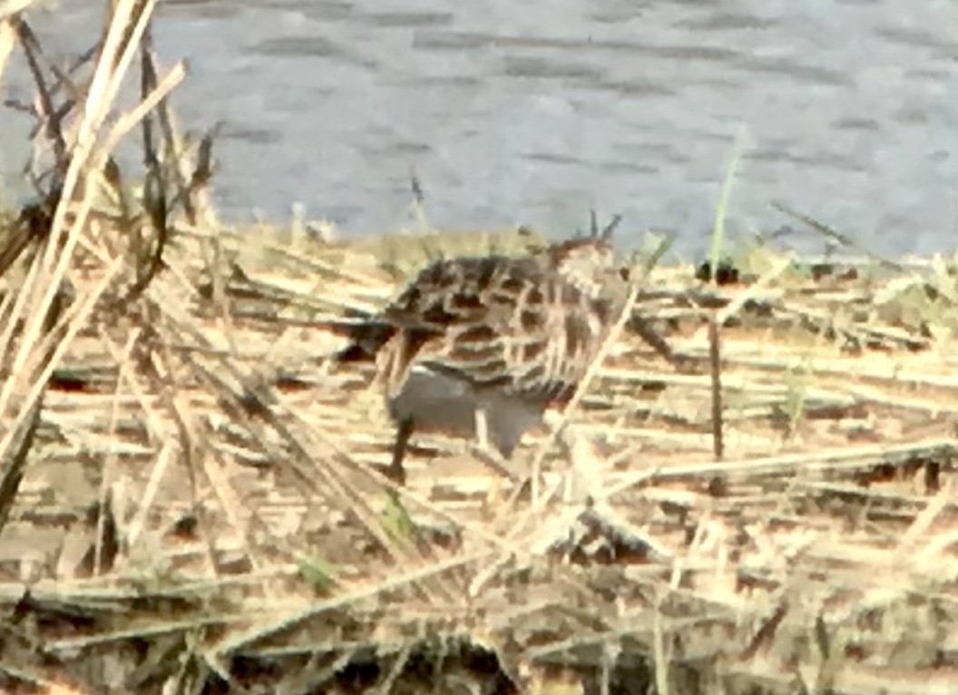 Pectoral Sandpiper - ML616830711