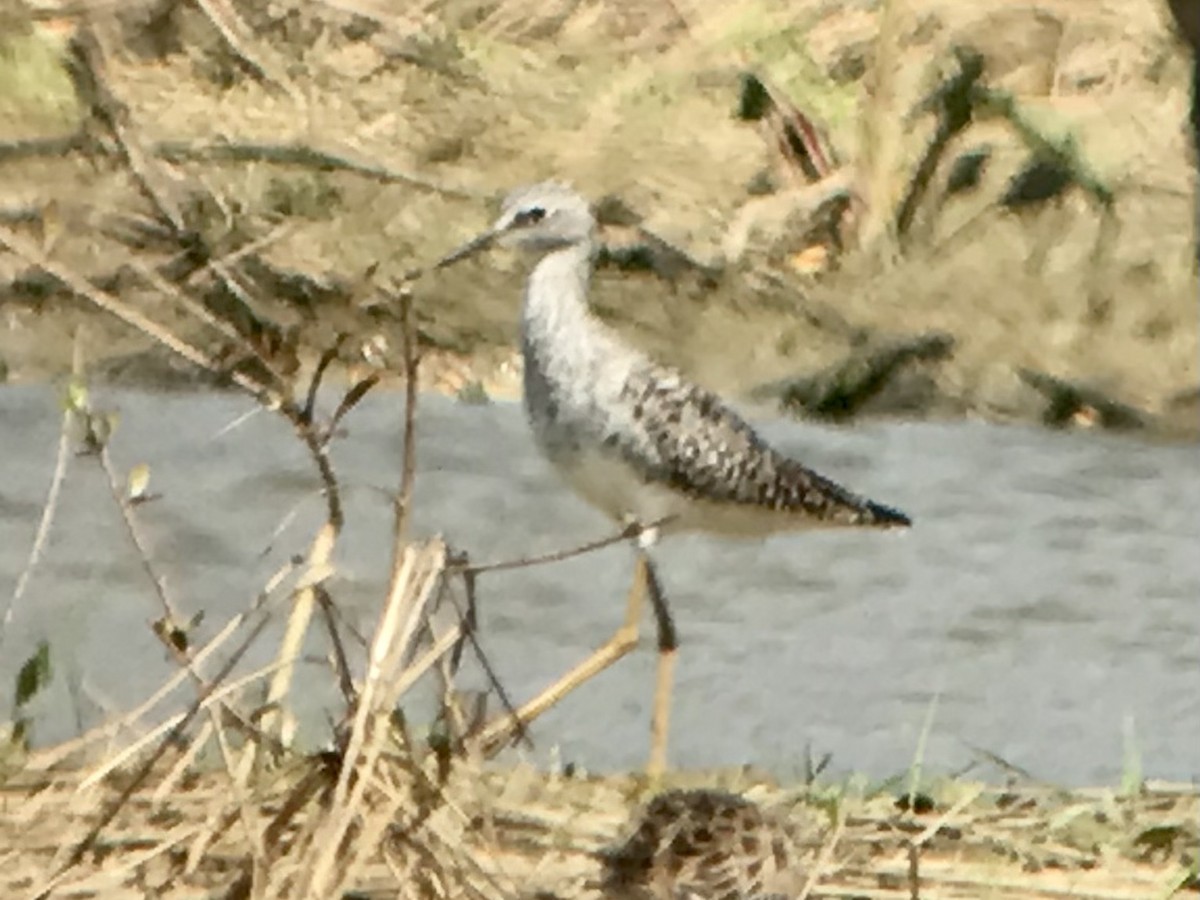 Lesser Yellowlegs - ML616830762