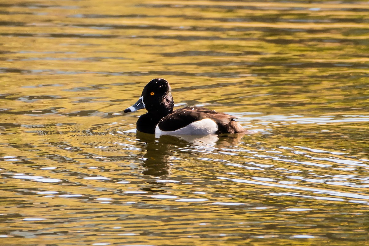 Ring-necked Duck - Brandon Lloyd