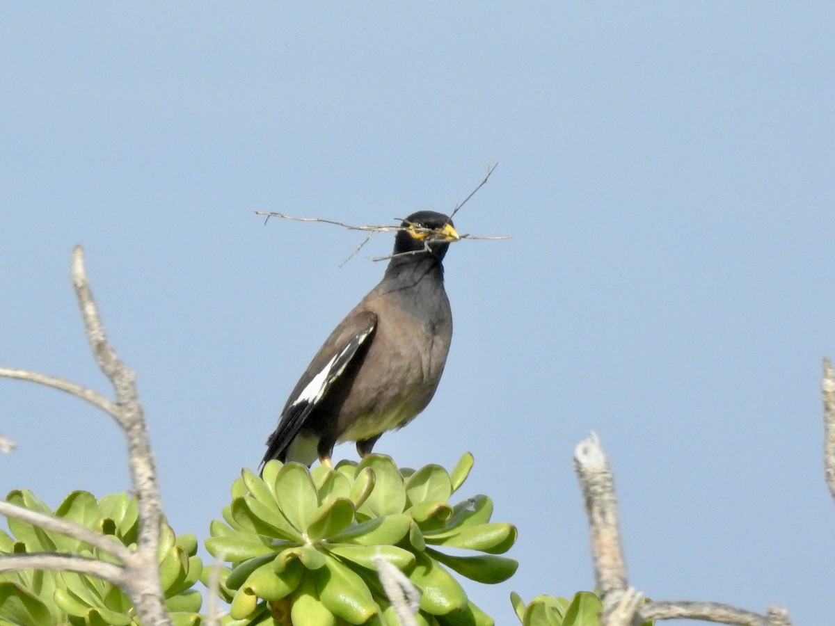 Common Myna - ML616830797