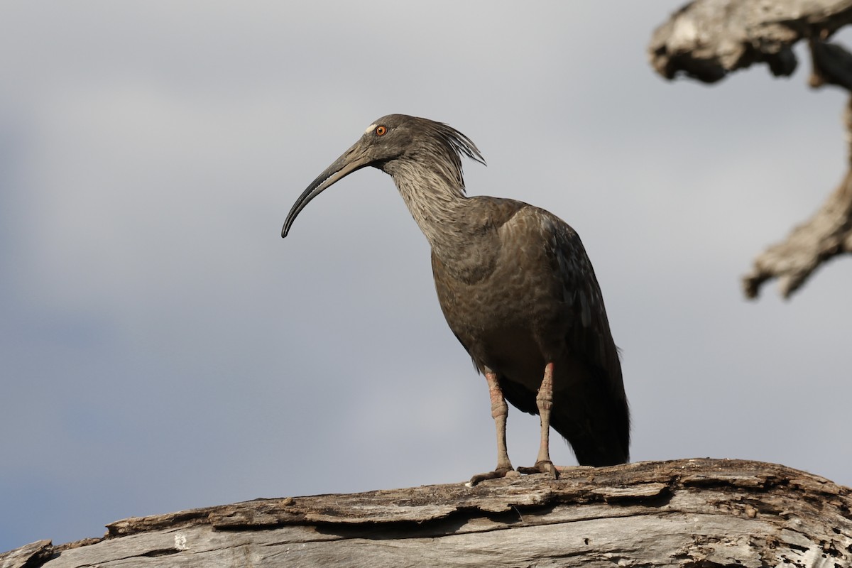 Plumbeous Ibis - Tim Cowley