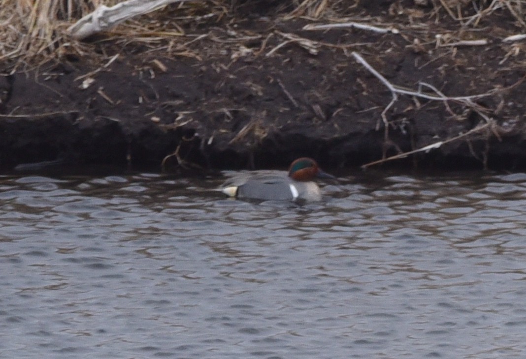 Green-winged Teal - ML616830831
