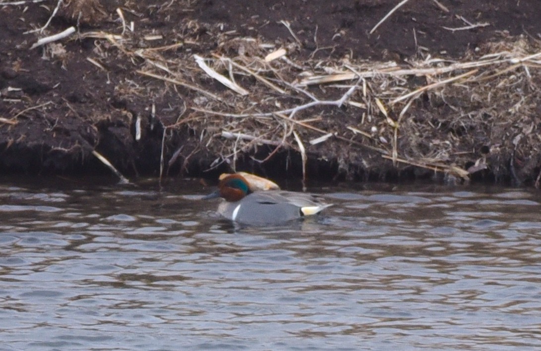 Green-winged Teal - ML616830832