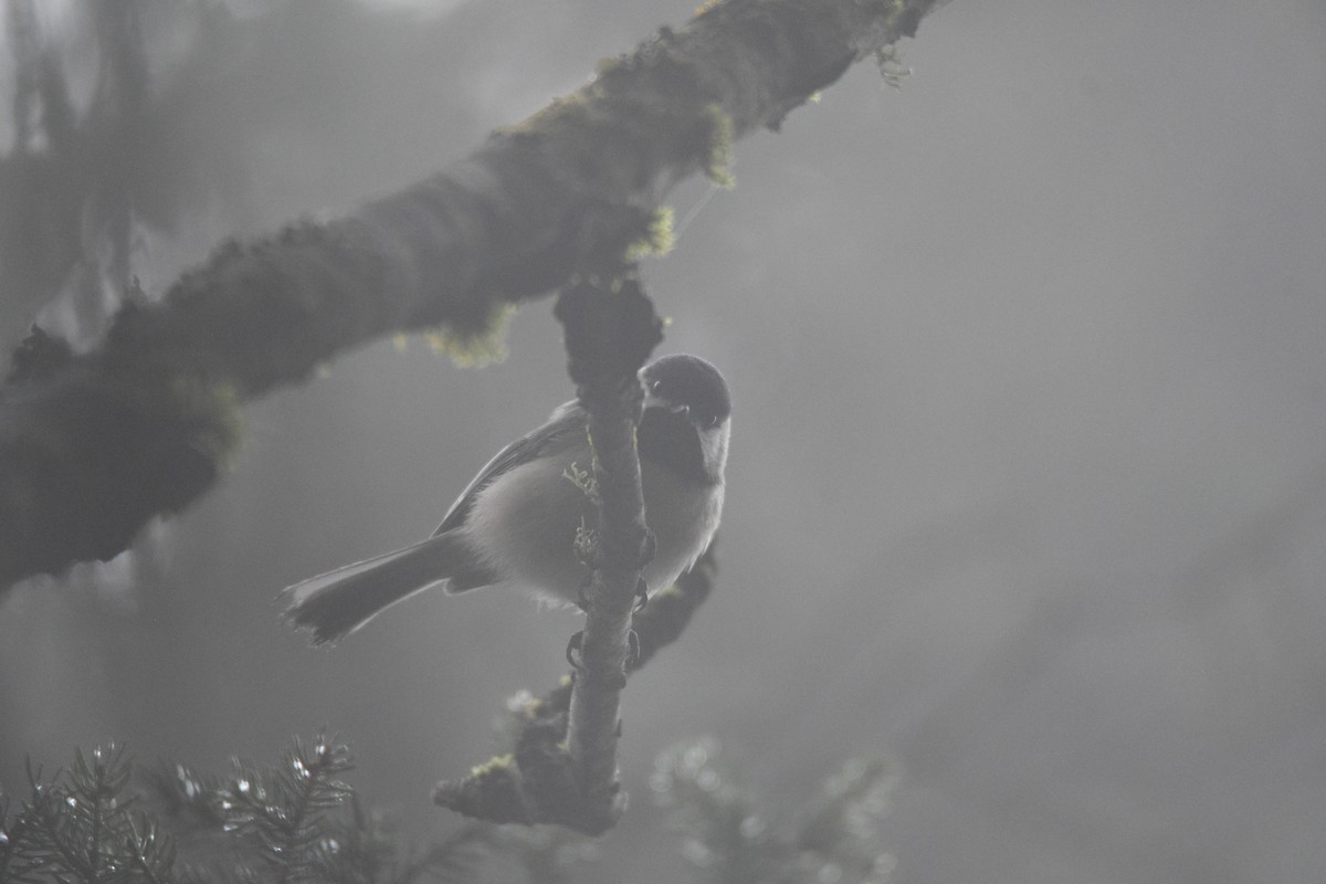 Black-capped Chickadee - ML616830839