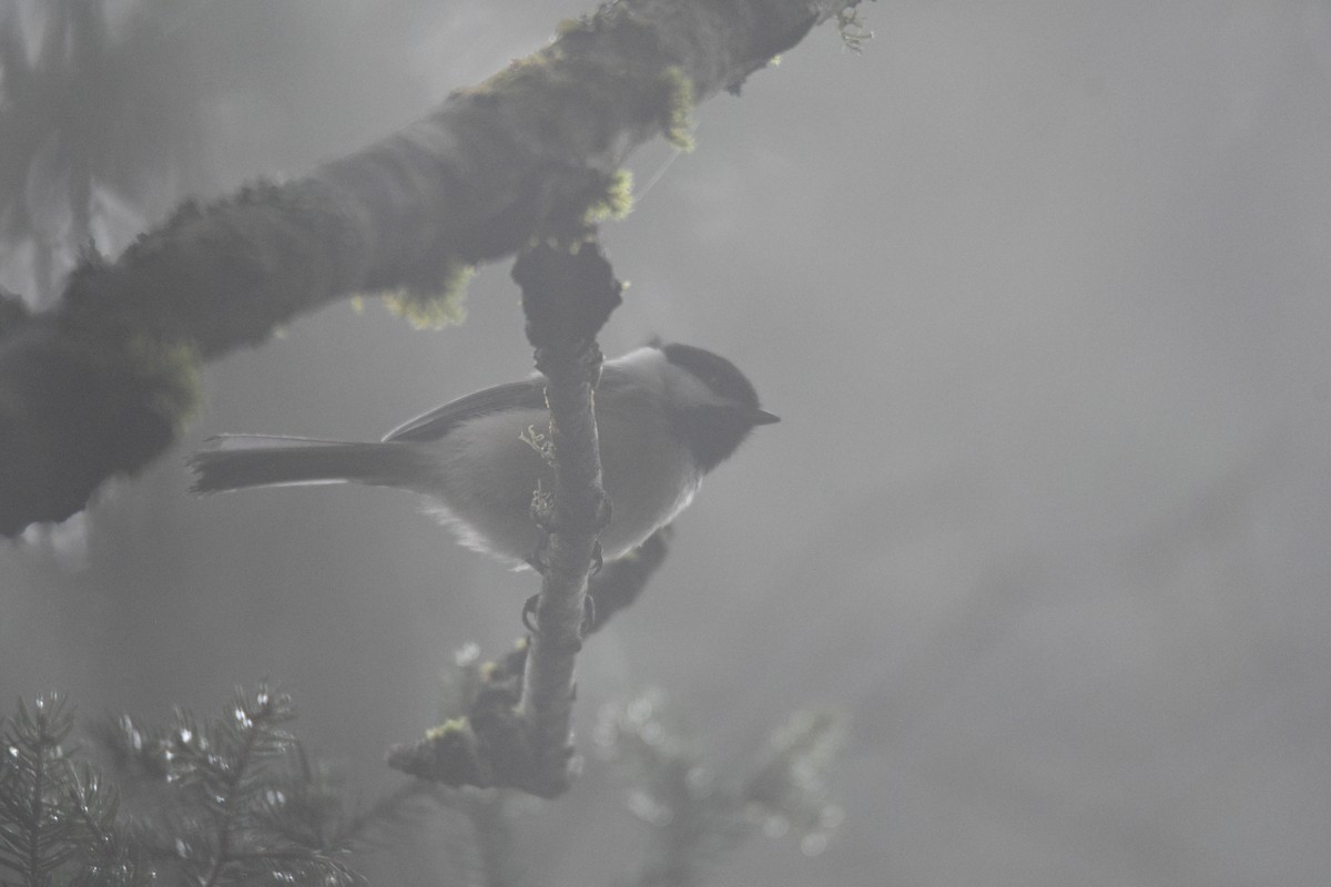 Black-capped Chickadee - ML616830840
