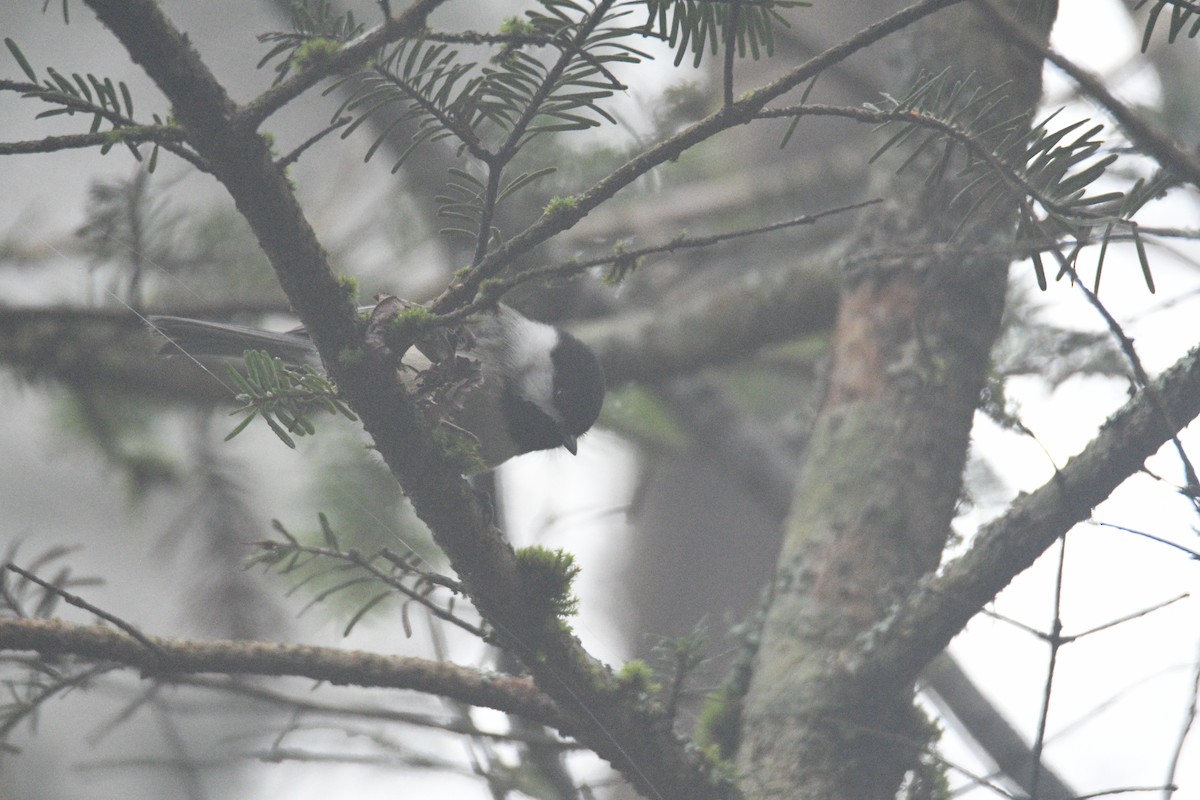 Black-capped Chickadee - ML616830841