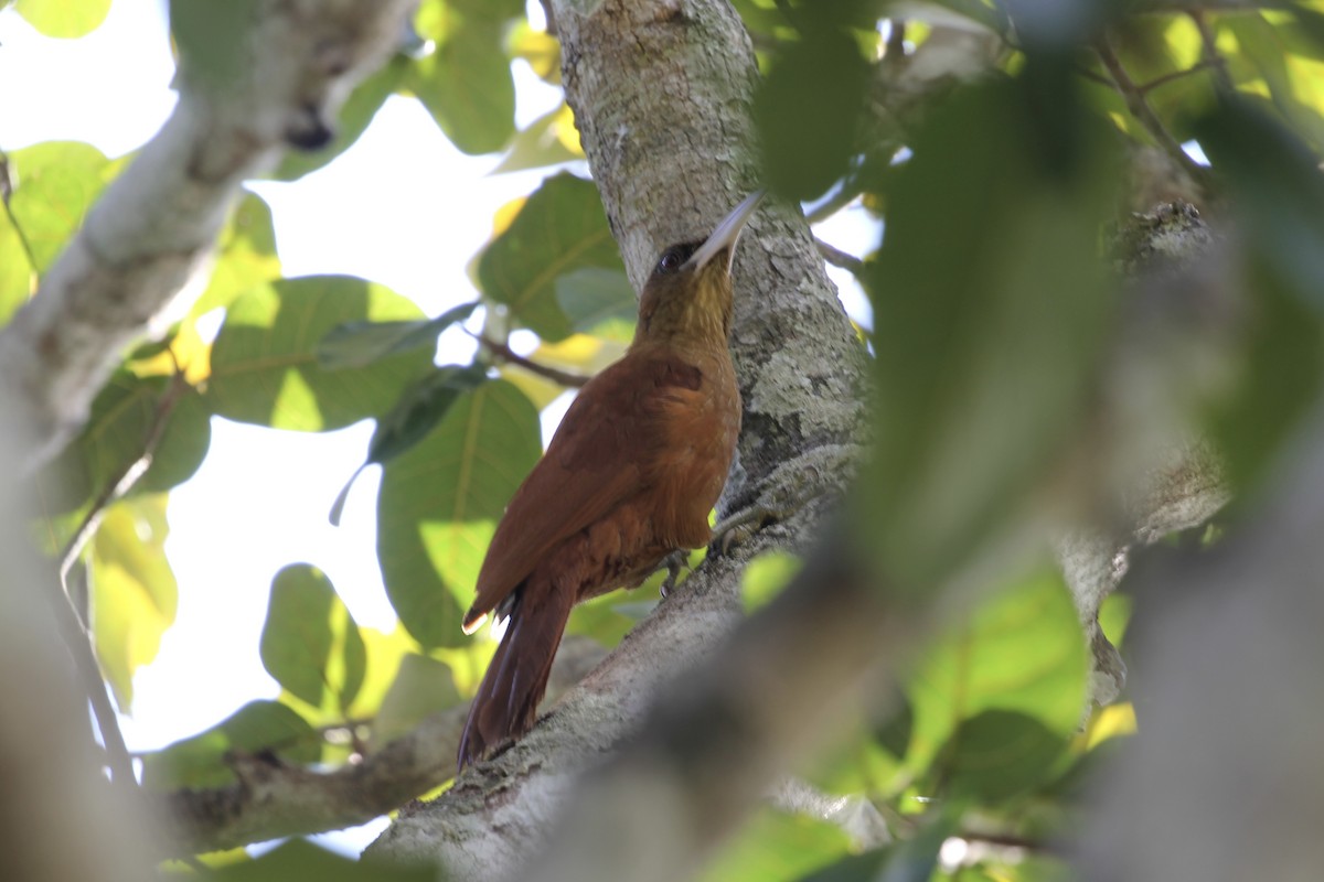 Great Rufous Woodcreeper - Tim Cowley