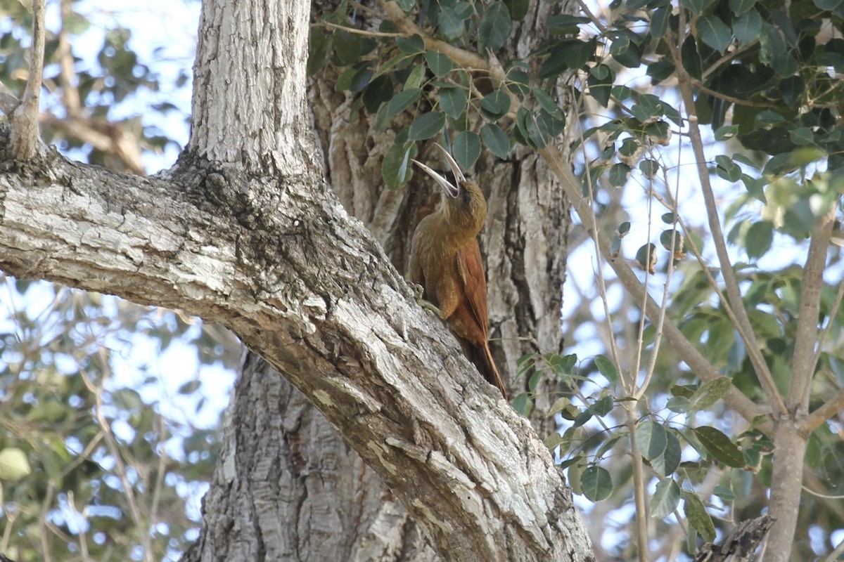 Great Rufous Woodcreeper - Tim Cowley