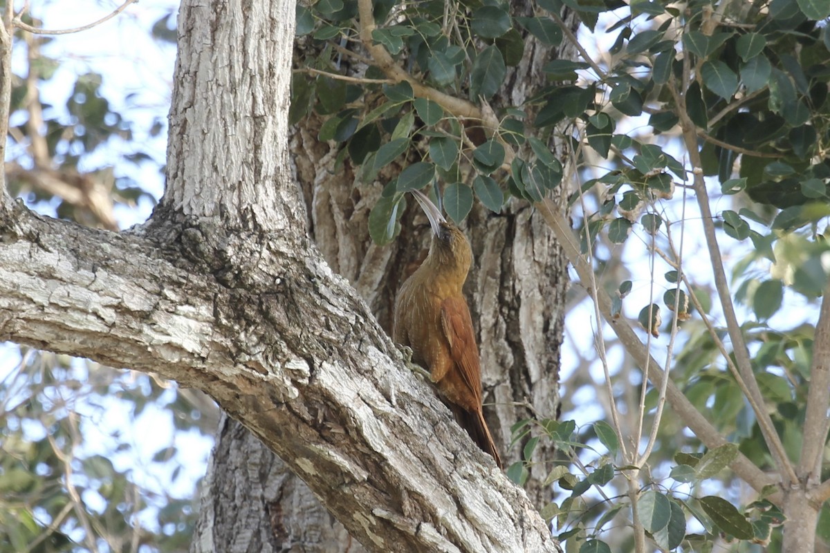 Great Rufous Woodcreeper - Tim Cowley