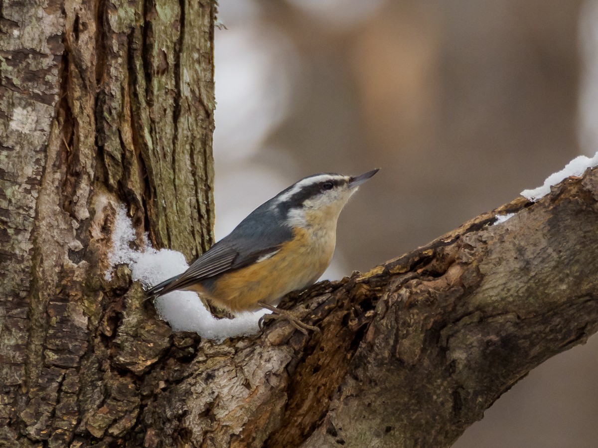 Red-breasted Nuthatch - ML616830936