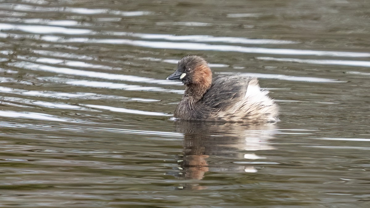 Zampullín Común - ML616830937