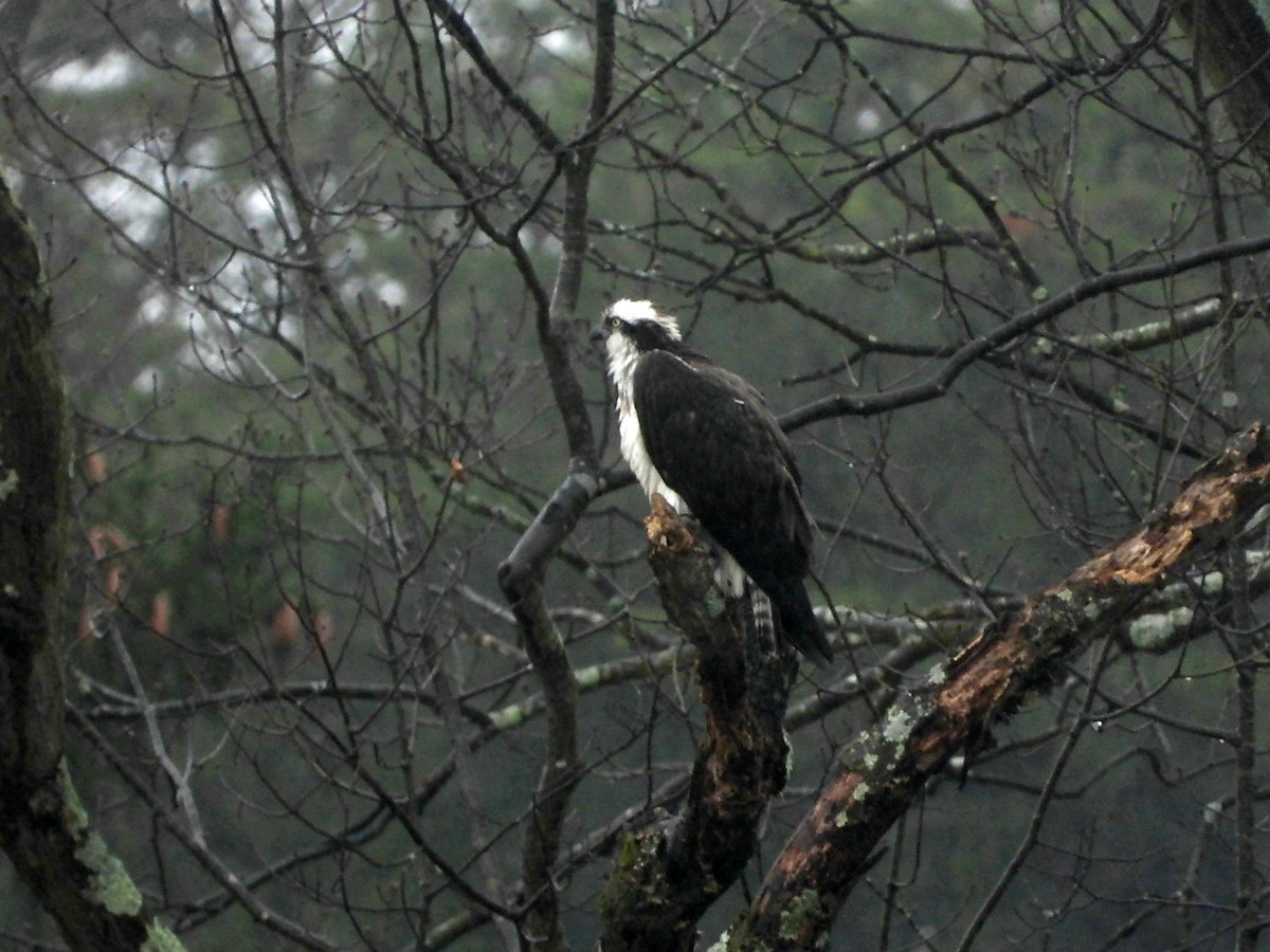 Águila Pescadora - ML616830940