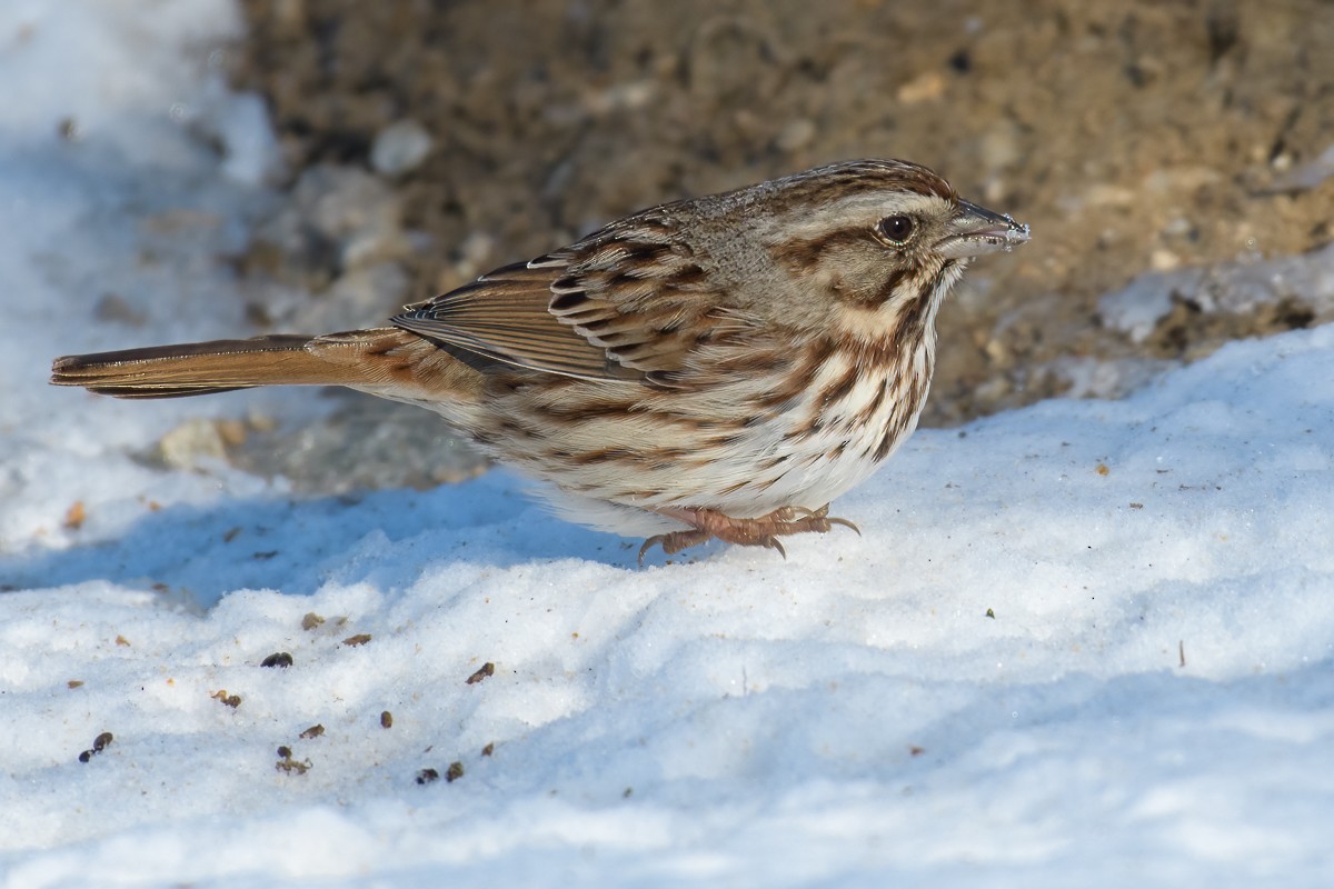 Song Sparrow - ML616830942