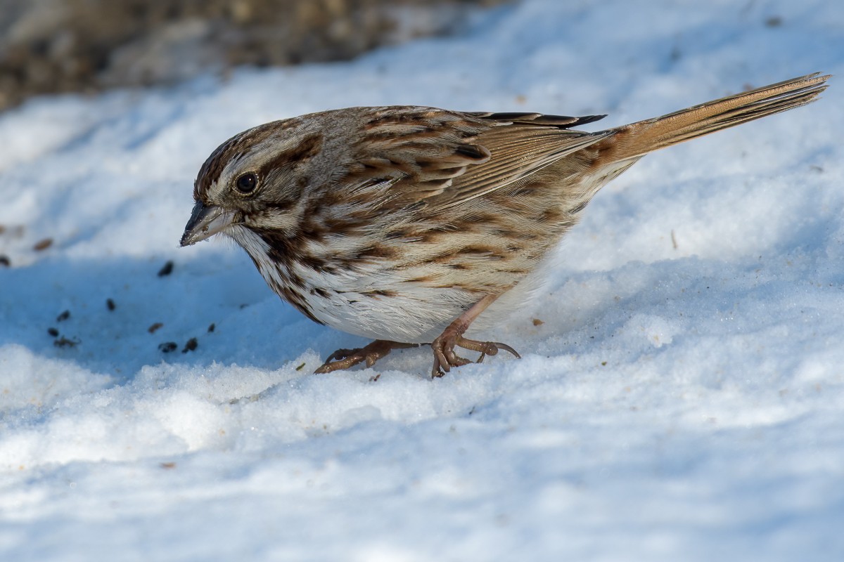 Song Sparrow - ML616830943