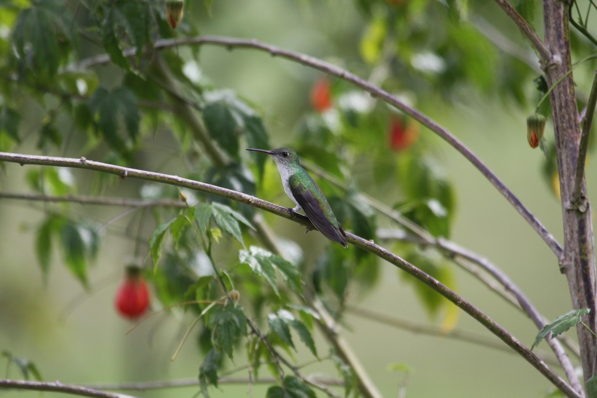 White-bellied Hummingbird - ML616830955