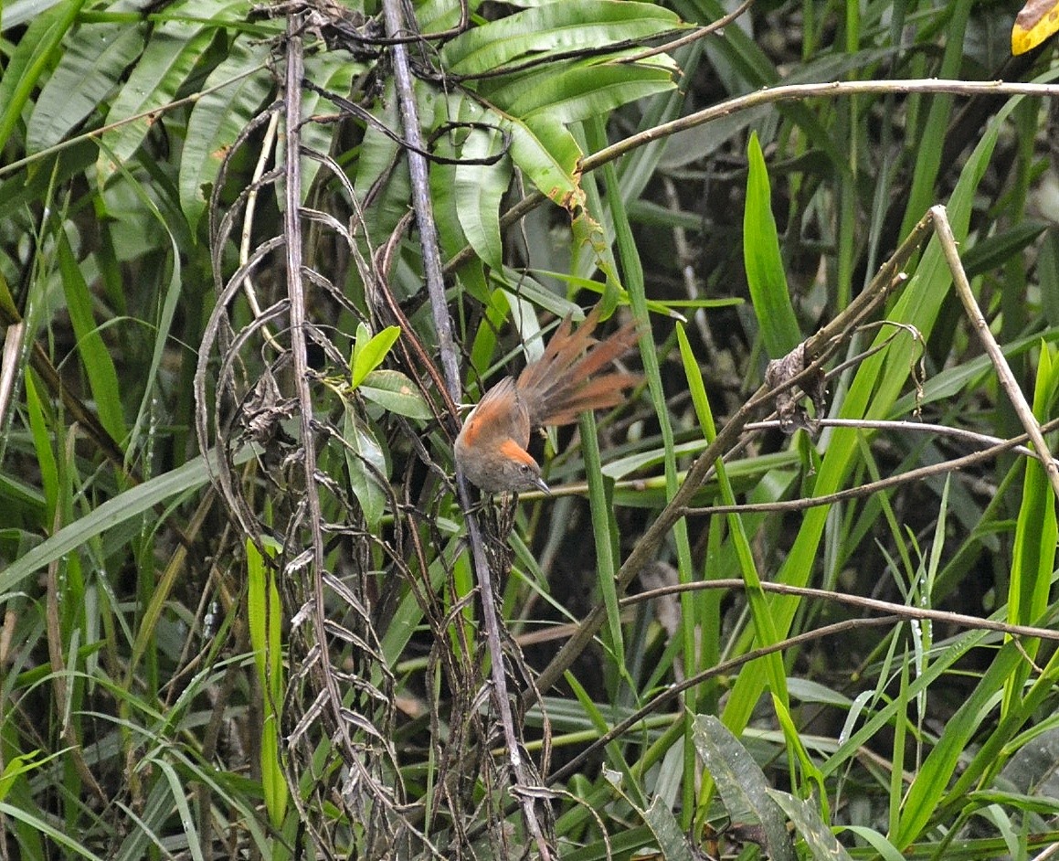 Azara's Spinetail - ML616830963