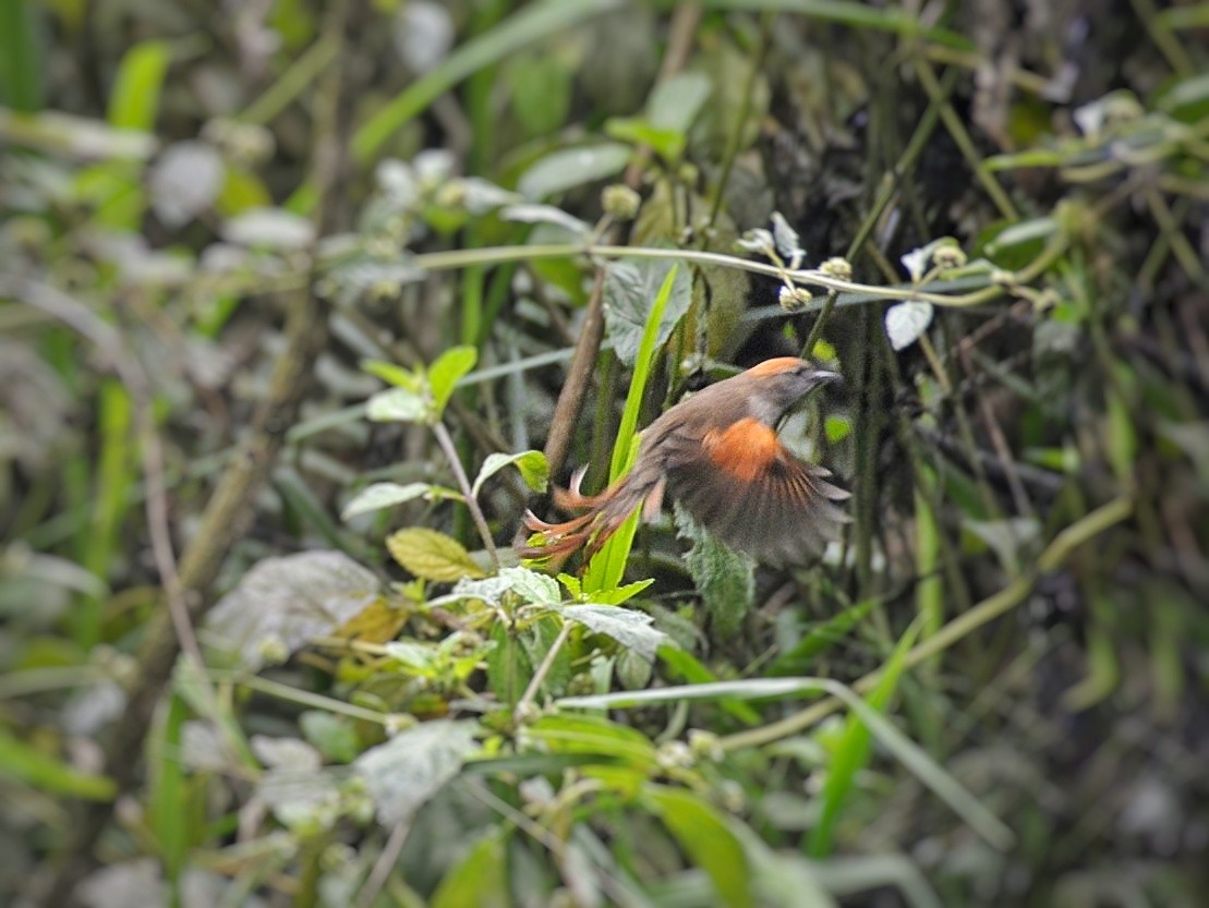 Azara's Spinetail - ML616830970