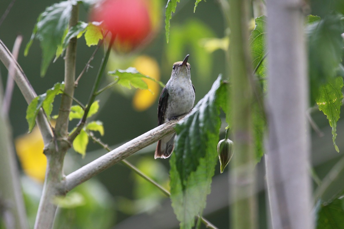 White-bellied Hummingbird - ML616830973