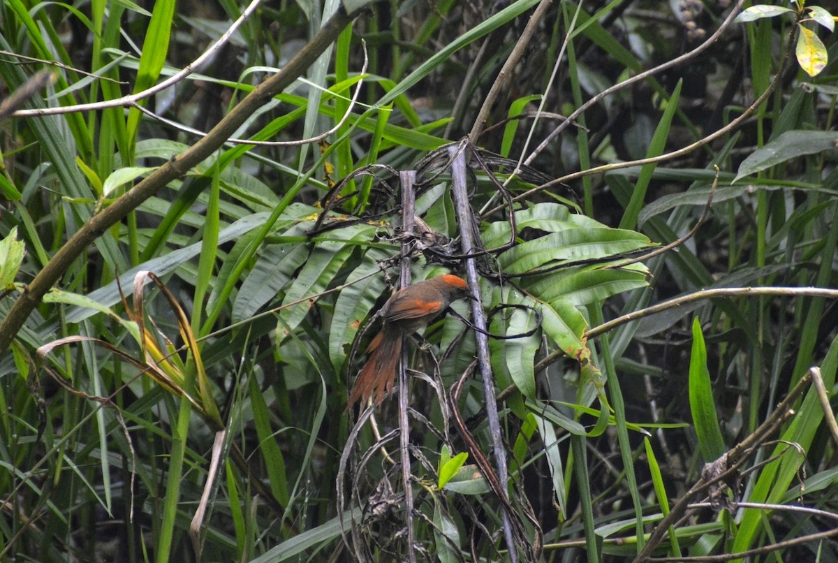 Azara's Spinetail - ML616830976