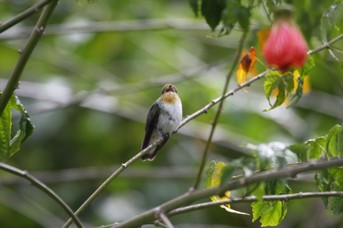 White-bellied Hummingbird - ML616830990