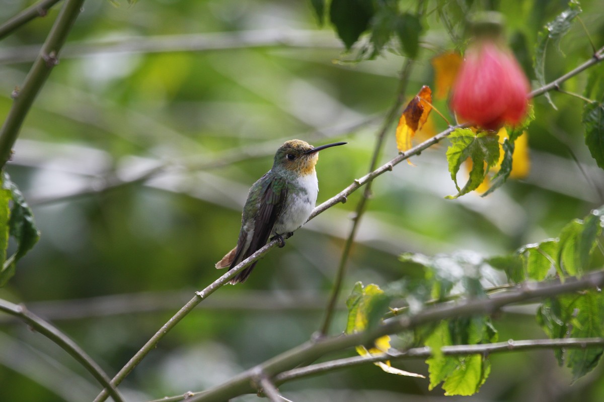 White-bellied Hummingbird - ML616831000