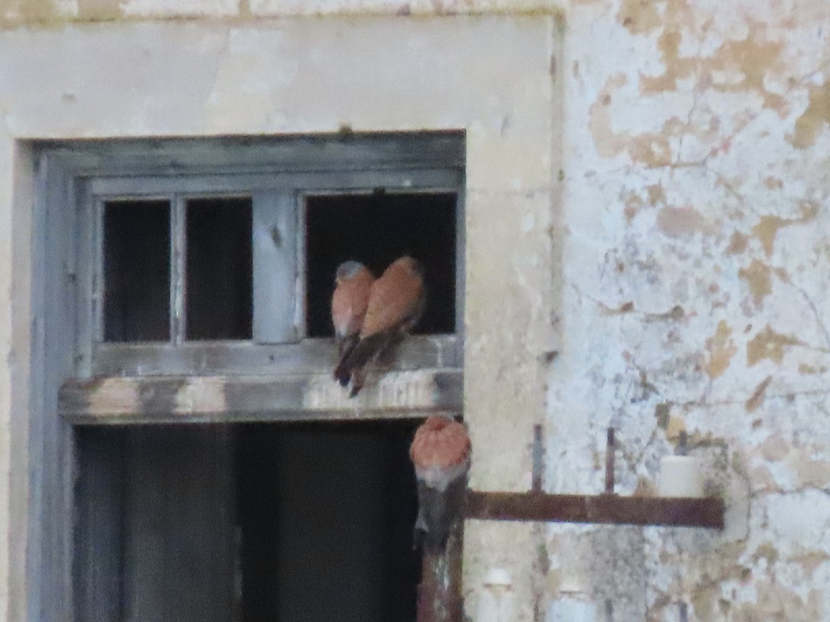 Lesser Kestrel - M Sá & J Teixeira