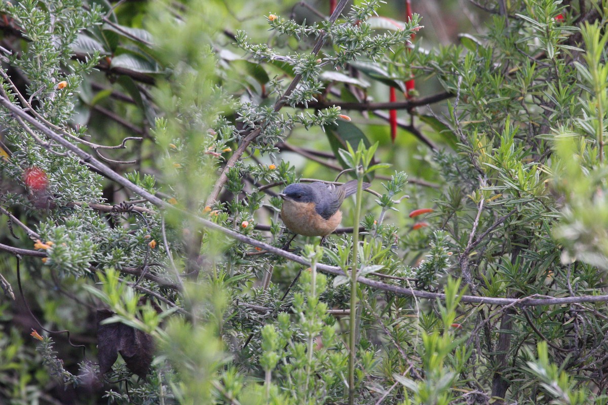 Rusty Flowerpiercer - ML616831115